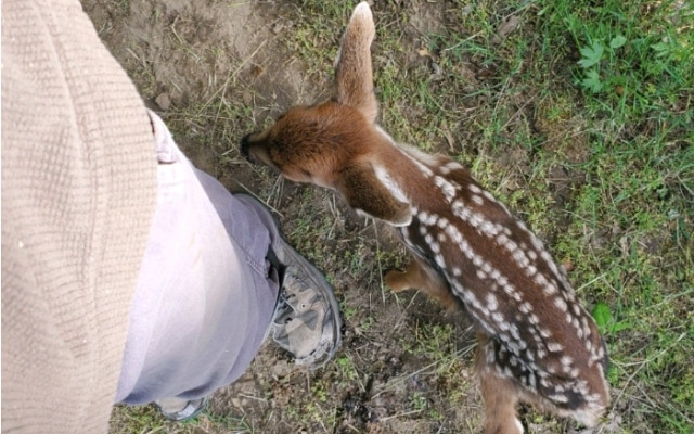 Lonely Baby Deer Approaches Family for Help