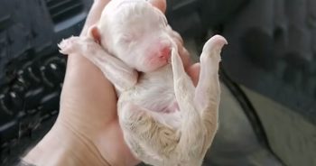 Abandoned Newborn Three-Legged Puppy Found Crying and Crawling to Find His Mom