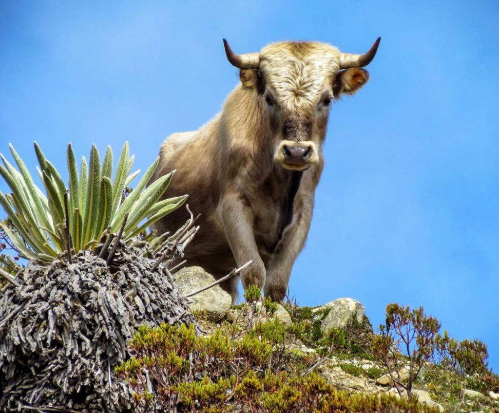 VIDEO: Terrified Bull Appears to Flip Spectator During Oregon Rodeo Escape