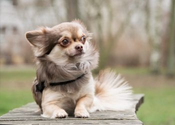 The 12 Most Clean & Tidy Dog Breeds