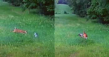 Deer Watches Hawk Swoop Into Field, Grab Bunny And Then Come To The Rescue