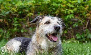 Celebrating The Unique Traits Of Mixed Breed Dogs