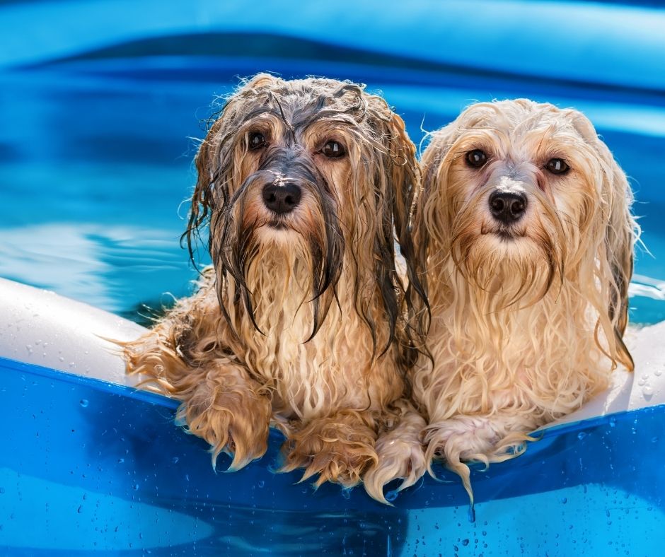 7 Best Dog Pools (Collapsible) for ALL SIZES