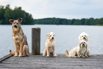 10 Signs Your Dog Doesn’t See You as Their Pack Leader