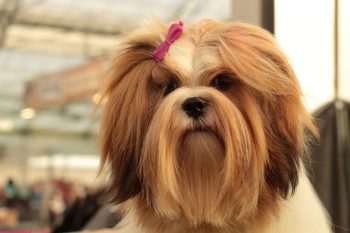 6 Signs You Are Your Lhasa Apso’s Favorite Human