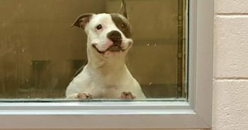 Disabled Shelter Dog In Mall Window Smiles Her Way Through Confinement