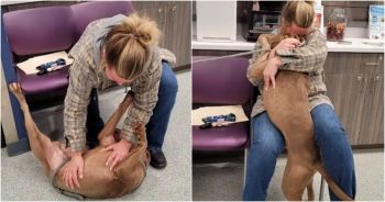 Shelter Dog ‘Whips’ Head Around When Woman Calls Him By His Real Name