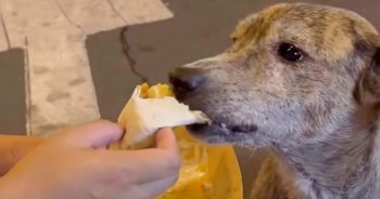 Woman Shares Her Meal With Hungry Stray And His Eyes Swelled With Tears