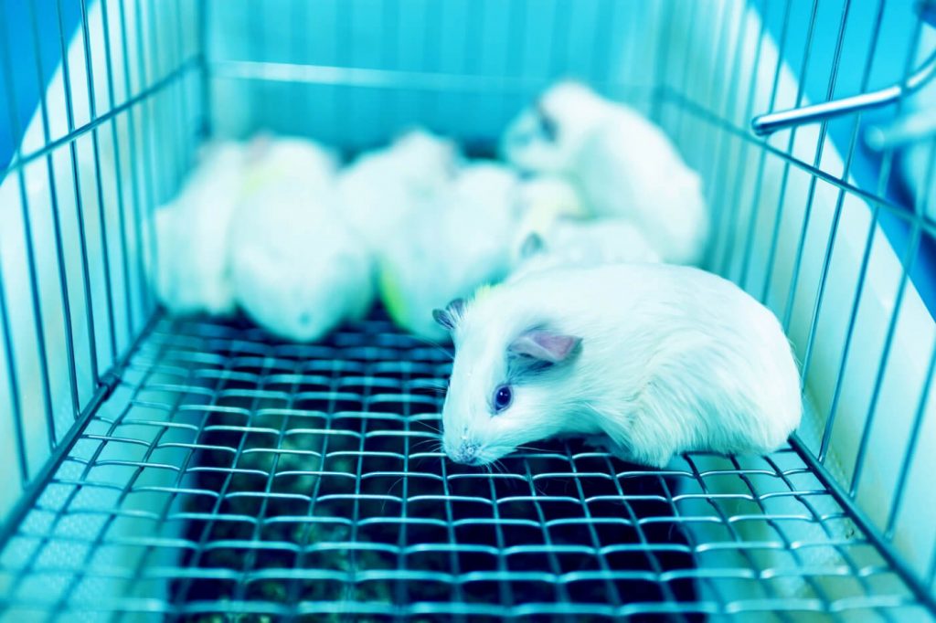 PETA Urges Feds to Defund MRIGlobal After New Raft of Animal Welfare Violations