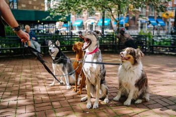 10 Signs Your Dog Sees You as Their Pack Leader