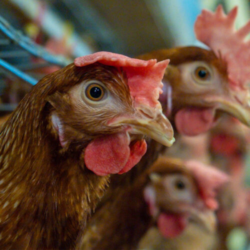 Japanese mayo company Kewpie called on to eliminate cages for hens