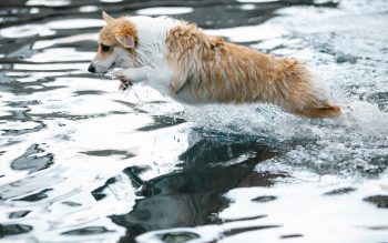 How To Teach Your Dog To Swim