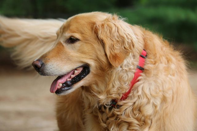 12 Adventurous (But Clingy!) Dog Breeds