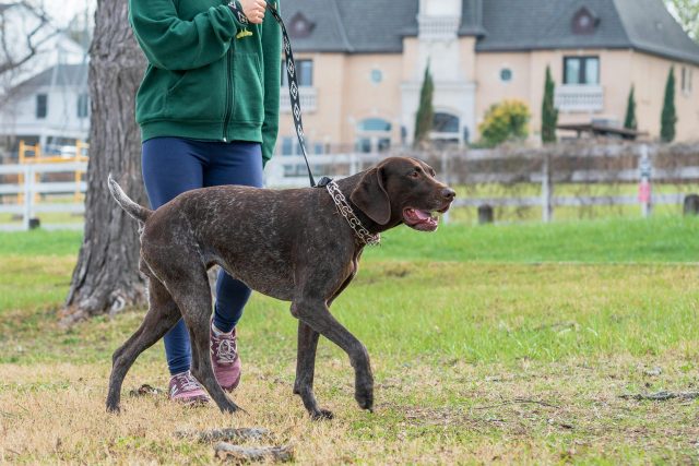 15 Most Adventurous & Curious Dog Breeds