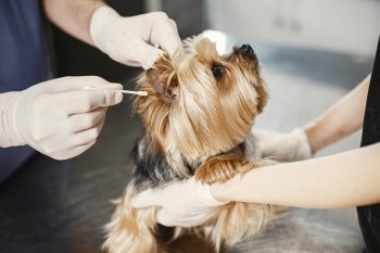 What To Do During Your Dog’s First Vet Visit