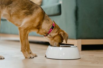 How To Handle A Dog With Food Aggression