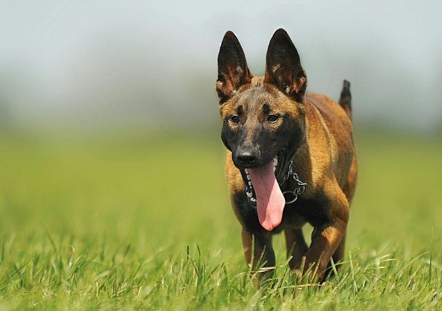 8 Most Agile & Athletic Dog Breeds