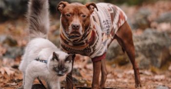 Rescue Pit Bull Didn’t Like Other Dogs, But Then He Found His Perfect Cat Brother