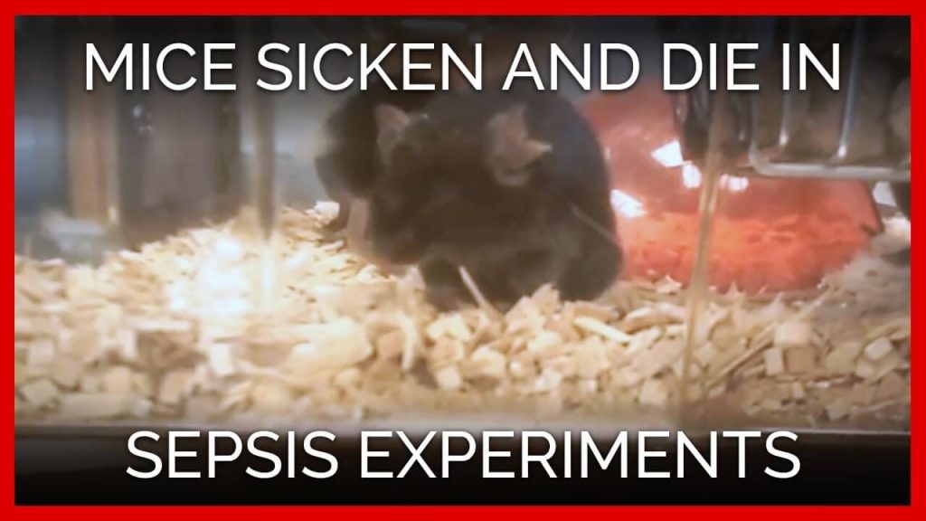 Major Health Agency Slashes Funding for Sepsis Experiments on Animals After Push From PETA