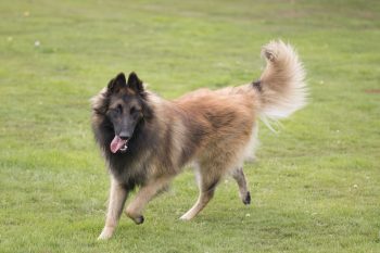 11 Most Bold & Assertive Dog Breeds