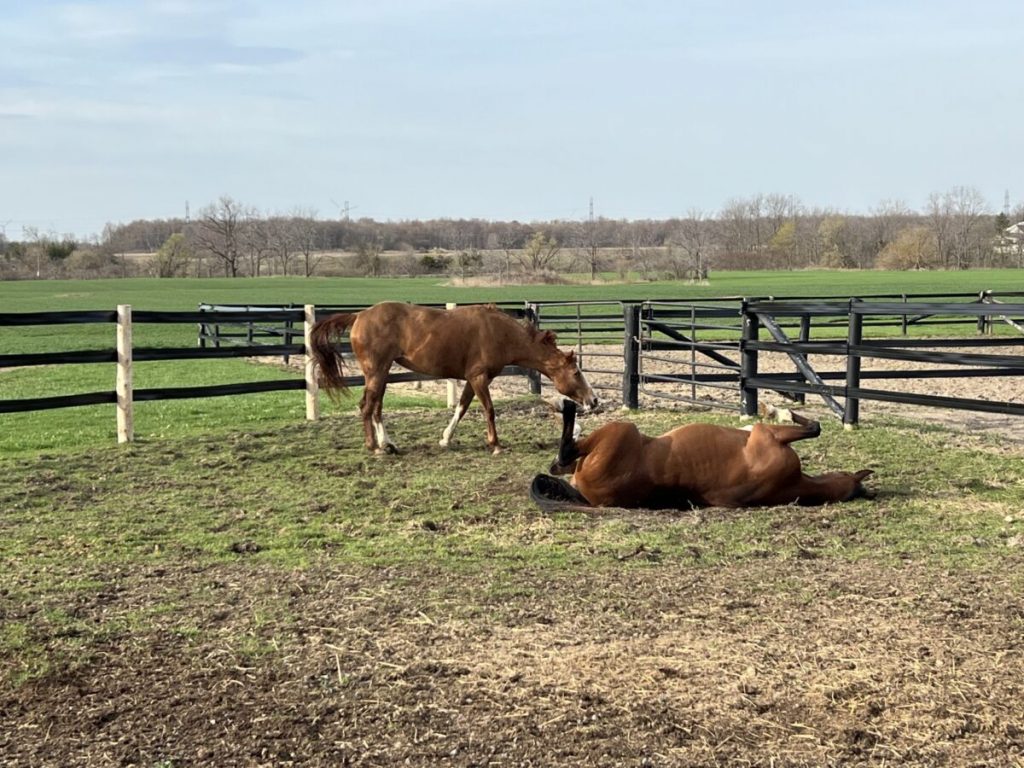 Spotlight on Dr. Jill Kirk: The Ontario SPCA’s new Chief Veterinary Officer