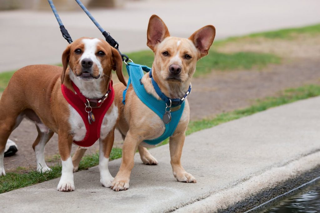 Dogs Don’t Smile With Their Tongue Out: How to Know When It’s Too Hot for Spot