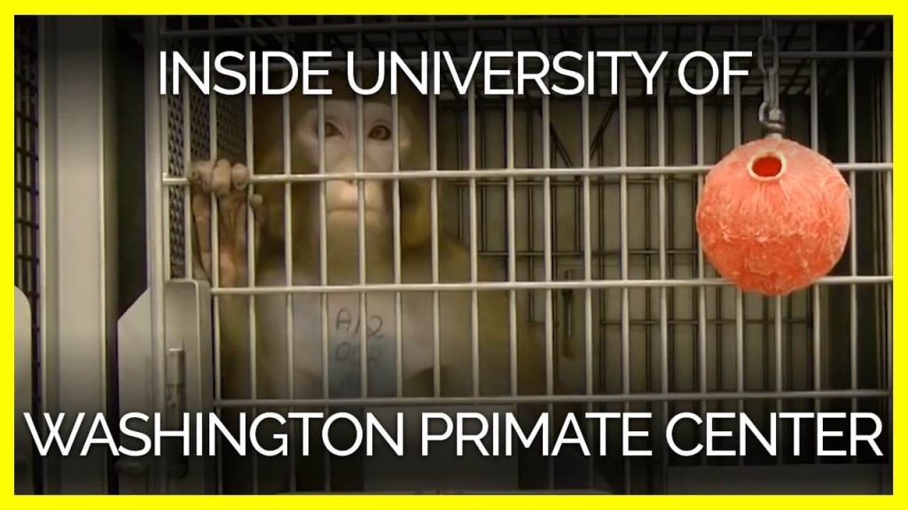 PETA Finds 255 Safety Violations at Primate Facilities, Pushes Feds to Investigate