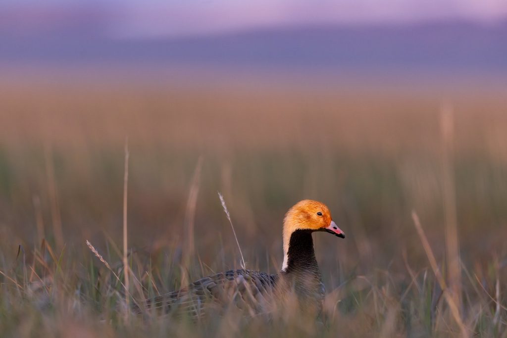 National Wildlife Refuge Association President To Step Down; Search for Successor Begins