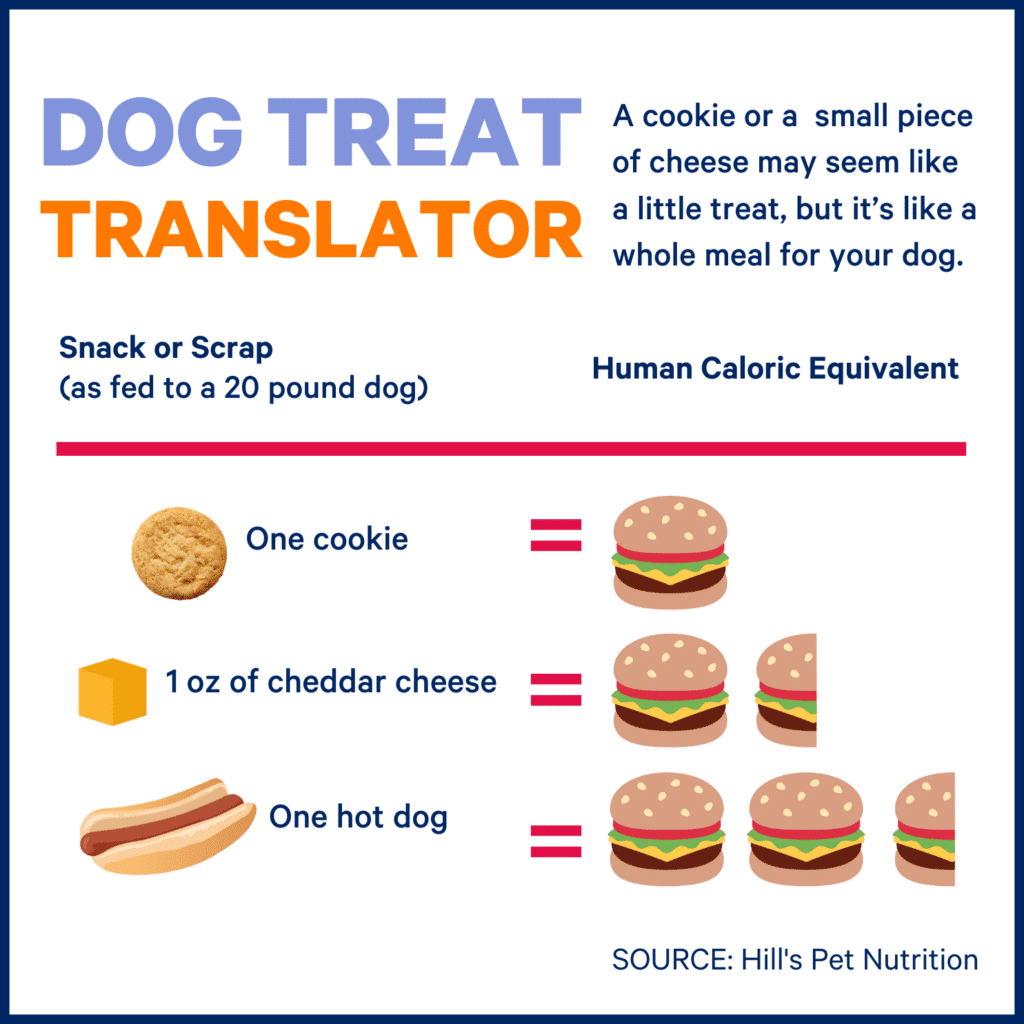 Why Labradors Gain Weight Easily: Insights from New Genetic Research