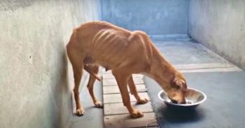 ‘Failed’ Guard Dog Ate Her Last Meal But Vet Couldn’t Put Her Down