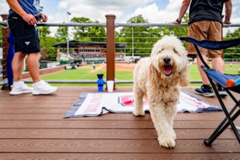 When Does a Goldendoodle Reach Old Age?