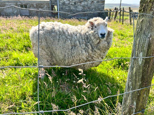 Sheared!