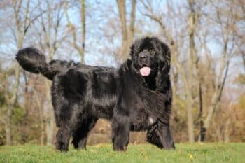 When Does A Newfoundland Reach Old Age?