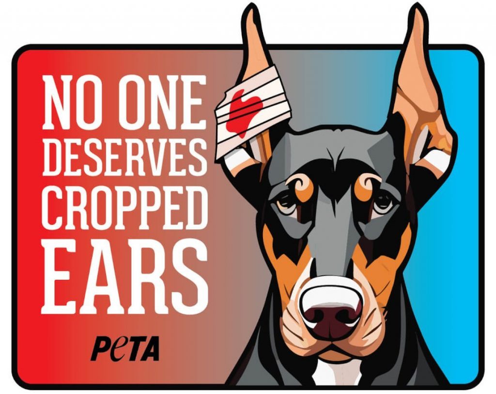 Trump Supporters’ Ear Bandages Prompt New PETA Sticker: ‘No One Deserves Cropped Ears!’