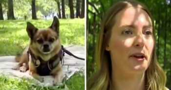 Woman Sees Couple Walking Her ‘Stolen’ Dog, Walks-Up And Snatches Her Dog Back