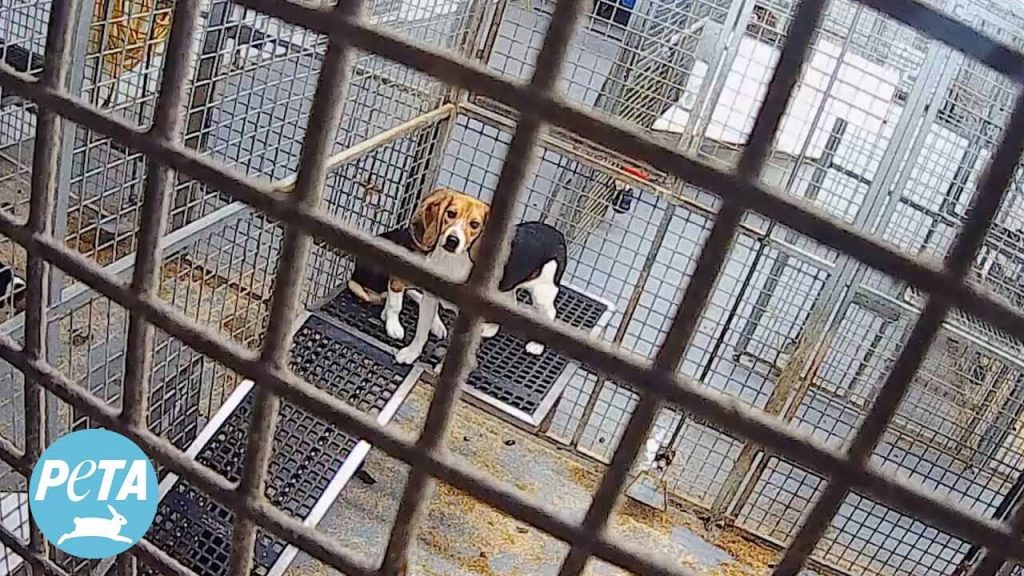 Beagle Factory Farm Keeps Dogs in Feces-Filled Cages: Video Offers Rare Look