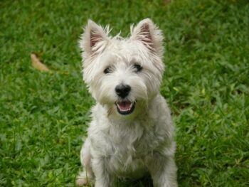 When Does A Westie Reach Old Age?