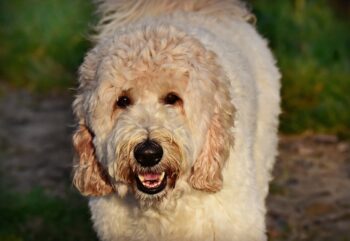 When Does a Labradoodle Reach Old Age?