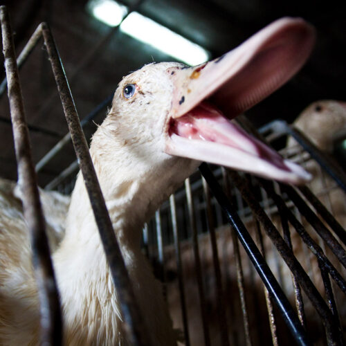 Advocates urge Olympic chefs to drop foie gras at the 2024 Games