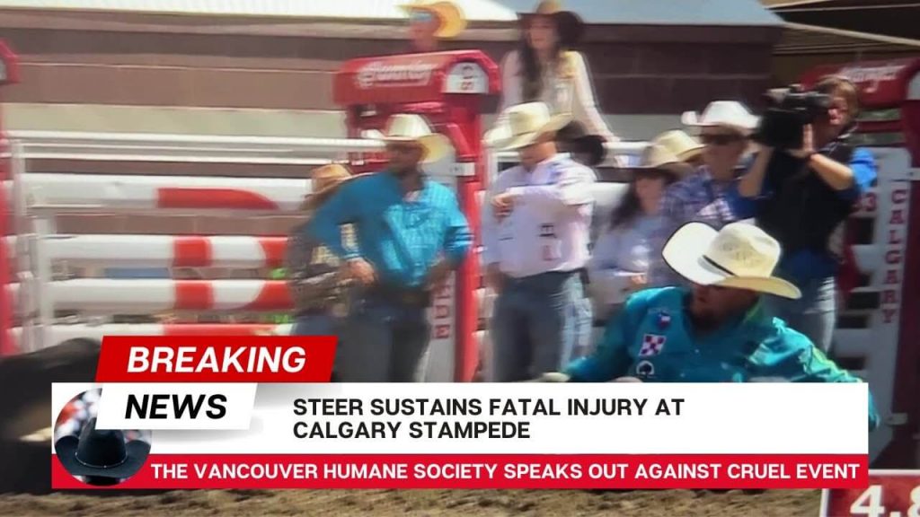 2 Horses and a Steer Dead at Canada’s Cruel Calgary Stampede