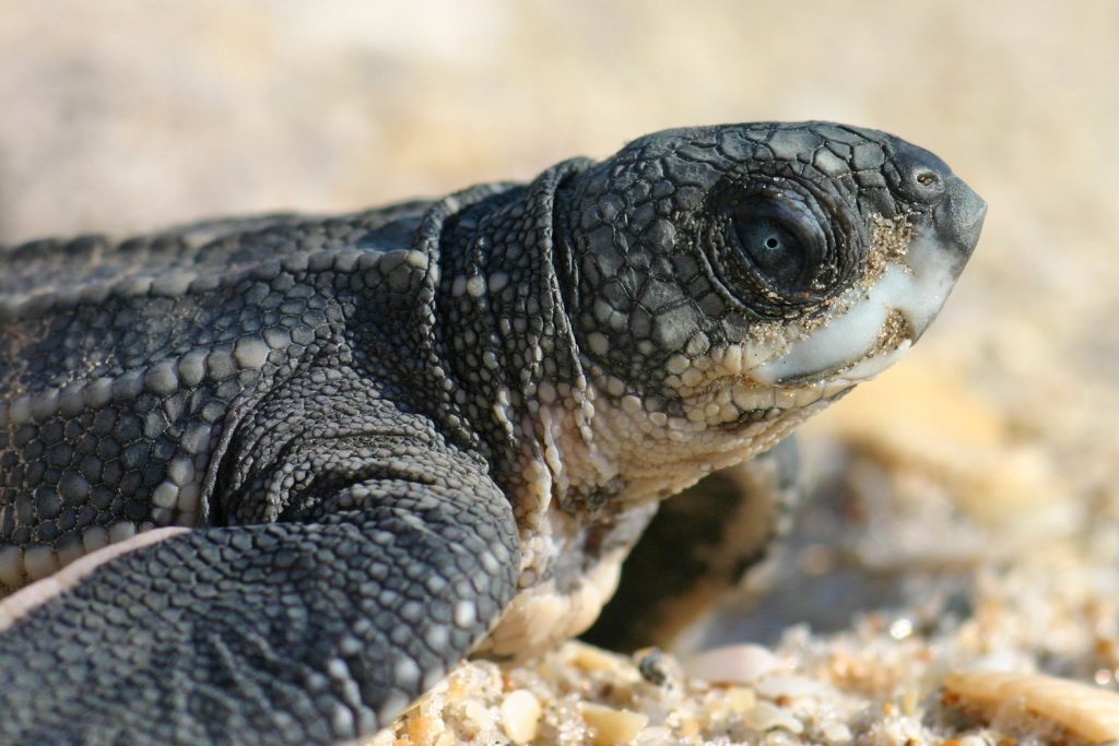 Turtles in Trouble:  Giving Leatherback Sea Turtles A Fighting Chance