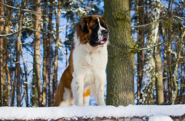 When Does A St. Bernard Reach Old Age?