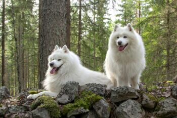 When Does a Samoyed Reach Old Age?