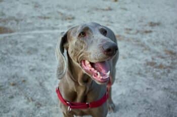 When Does a Weimaraner Reach Old Age?