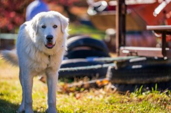 When Does a Great Pyrenees Reach Old Age?