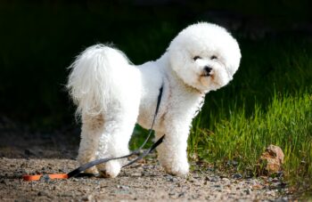 When Does A Bichon Frise Reach Old Age?