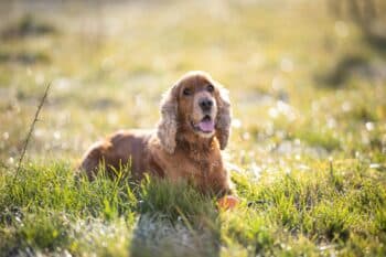 When Does A Cocker Spaniel Reach Old Age?