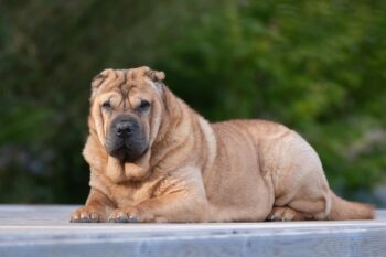 When Does a Shar Pei Reach Old Age?