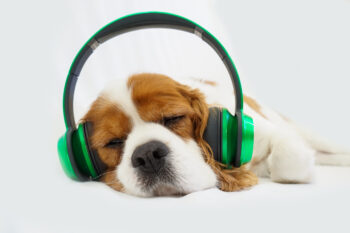 9 Dog Breeds Who Absolutely Love Music