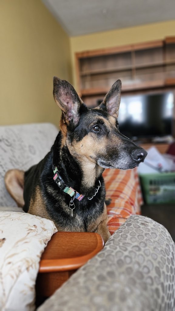 Good things come to those who wait: Athena finds her loving home